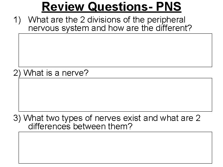 Review Questions- PNS 1) What are the 2 divisions of the peripheral nervous system