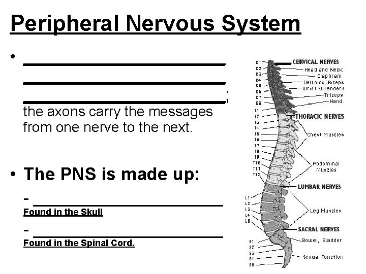 Peripheral Nervous System • _____________________; the axons carry the messages from one nerve to