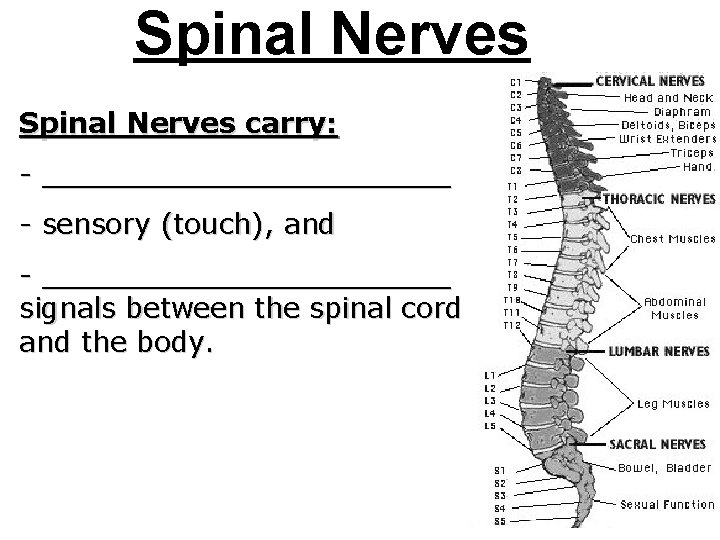 Spinal Nerves carry: - ____________ - sensory (touch), and - ____________ signals between the
