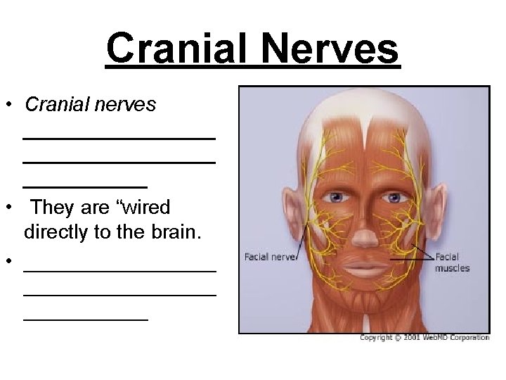 Cranial Nerves • Cranial nerves _________________ • They are “wired directly to the brain.