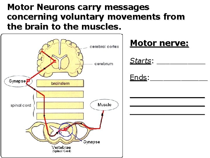 Motor Neurons carry messages concerning voluntary movements from the brain to the muscles. Motor