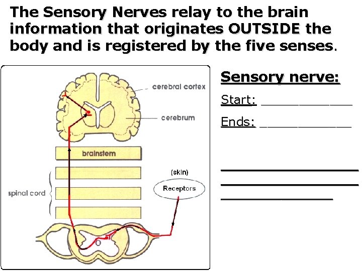 The Sensory Nerves relay to the brain information that originates OUTSIDE the body and