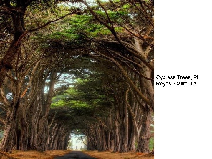 Cypress Trees, Pt. Reyes, California 