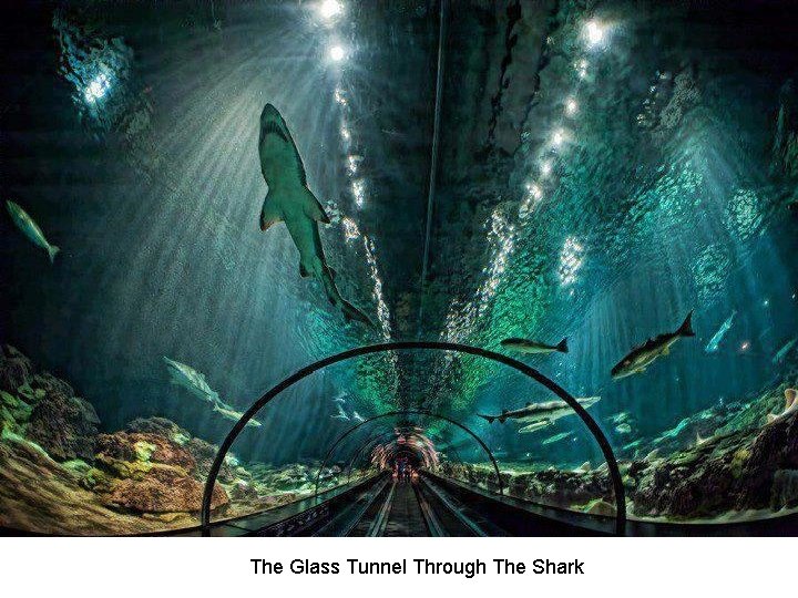 The Glass Tunnel Through The Shark 