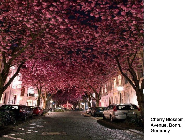 Cherry Blossom Avenue, Bonn, Germany 