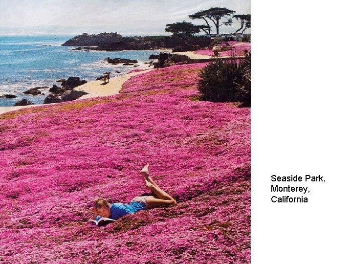 Seaside Park, Monterey, California 