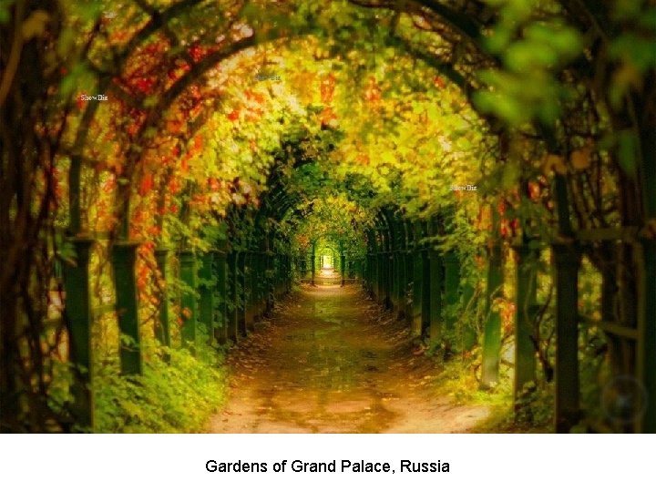 Gardens of Grand Palace, Russia 