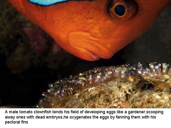 A male tomato clownfish tends his field of developing eggs like a gardener, scooping