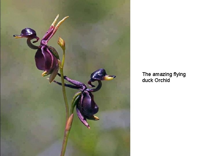 The amazing flying duck Orchid 