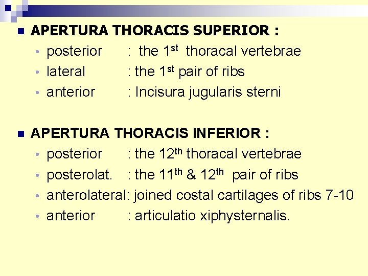 n APERTURA THORACIS SUPERIOR : • posterior : the 1 st thoracal vertebrae •
