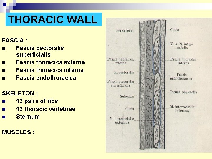 THORACIC WALL FASCIA : n Fascia pectoralis superficialis n Fascia thoracica externa n Fascia