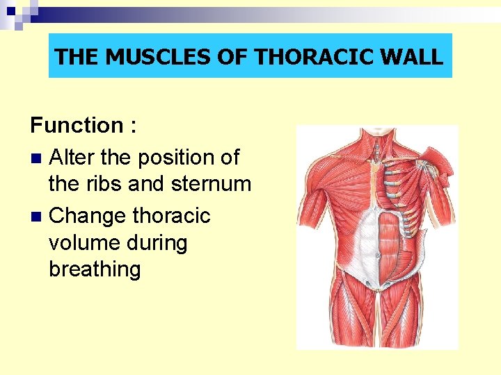 THE MUSCLES OF THORACIC WALL Function : n Alter the position of the ribs THE MUSCLES OF THORACIC WALL Function : n Alter the position of the ribs
