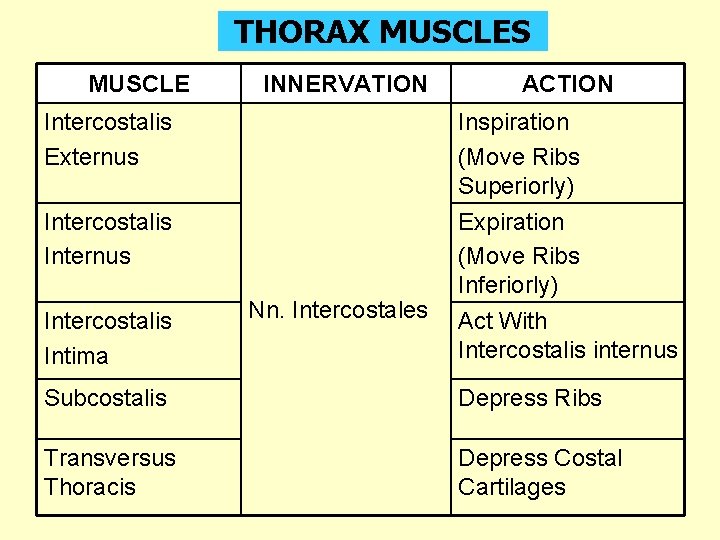 THORAX MUSCLES MUSCLE INNERVATION ACTION Intercostalis Externus Inspiration (Move Ribs Superiorly) Intercostalis Internus Expiration THORAX MUSCLES MUSCLE INNERVATION ACTION Intercostalis Externus Inspiration (Move Ribs Superiorly) Intercostalis Internus Expiration
