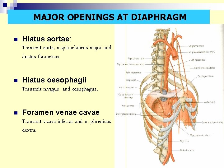 MAJOR OPENINGS AT DIAPHRAGM n Hiatus aortae: Transmit aorta, n. splanchnicus major and ductus