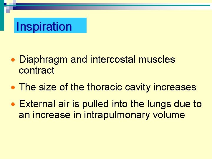 Inspiration · Diaphragm and intercostal muscles contract · The size of the thoracic cavity