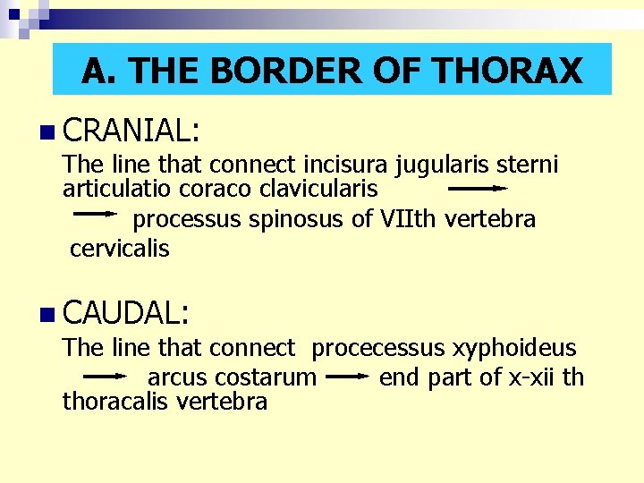 A. THE BORDER OF THORAX n CRANIAL: The line that connect incisura jugularis sterni
