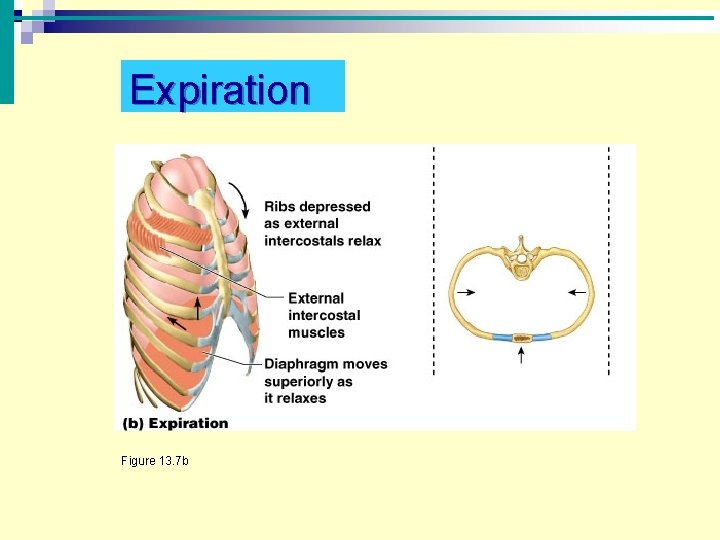 Expiration Figure 13. 7 b 