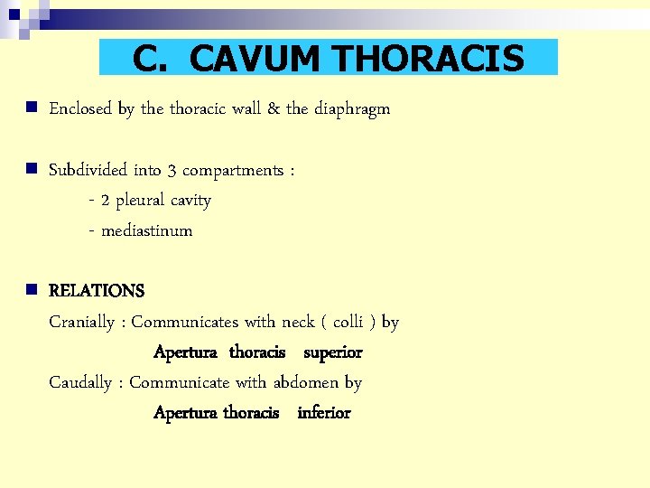 C. CAVUM THORACIS n Enclosed by the thoracic wall & the diaphragm n Subdivided C. CAVUM THORACIS n Enclosed by the thoracic wall & the diaphragm n Subdivided