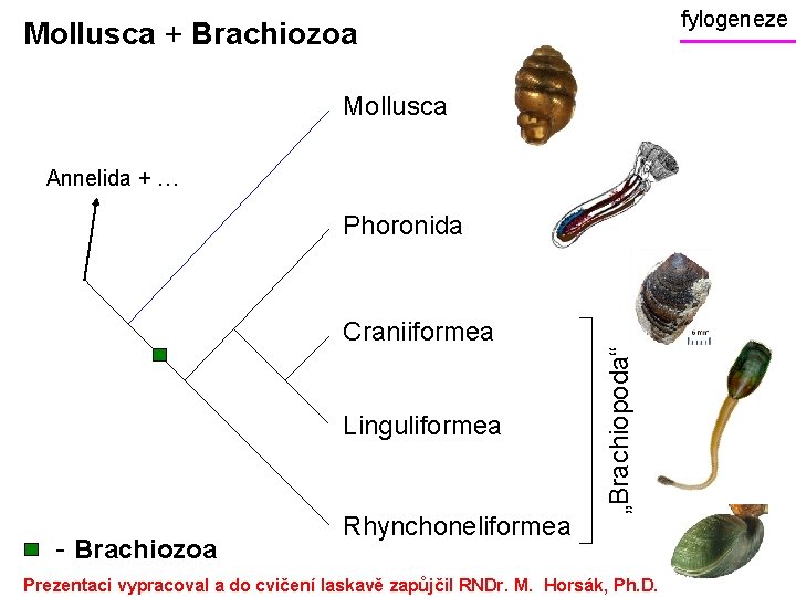 fylogeneze Mollusca + Brachiozoa Mollusca Annelida + … Phoronida Linguliformea - Brachiozoa Rhynchoneliformea „Brachiopoda“