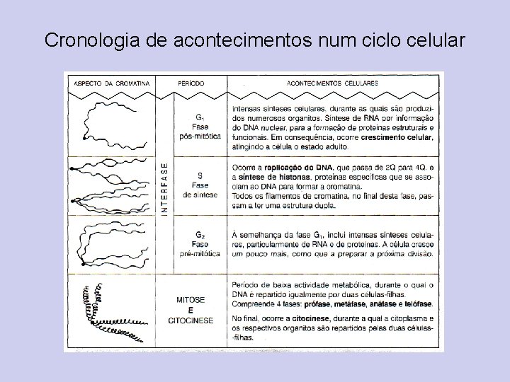 Cronologia de acontecimentos num ciclo celular 