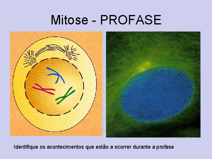 Mitose - PROFASE Identifique os acontecimentos que estão a ocorrer durante a profase 