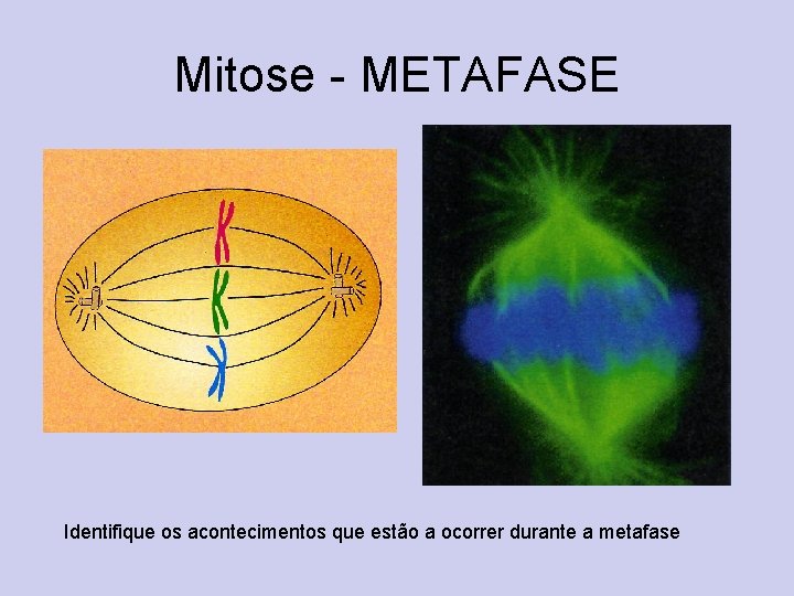 Mitose - METAFASE Identifique os acontecimentos que estão a ocorrer durante a metafase 