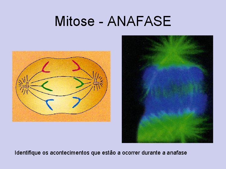 Mitose - ANAFASE Identifique os acontecimentos que estão a ocorrer durante a anafase 