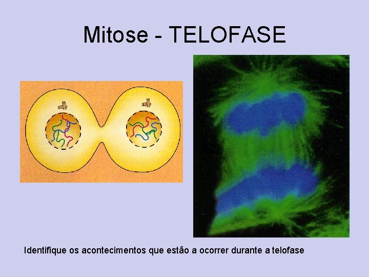 Mitose - TELOFASE Identifique os acontecimentos que estão a ocorrer durante a telofase 