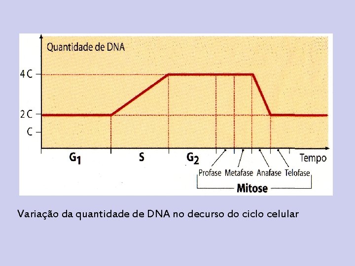 Variação da quantidade de DNA no decurso do ciclo celular 