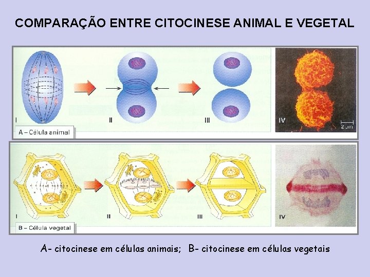COMPARAÇÃO ENTRE CITOCINESE ANIMAL E VEGETAL A- citocinese em células animais; B- citocinese em