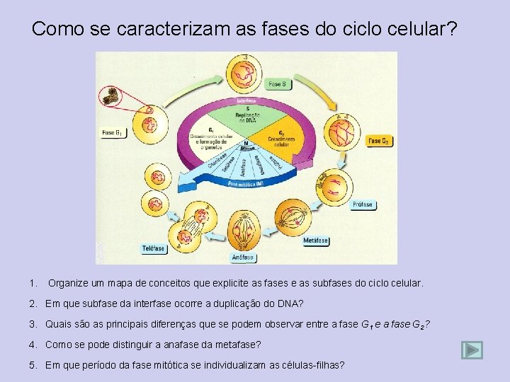 Como se caracterizam as fases do ciclo celular? 1. Organize um mapa de conceitos