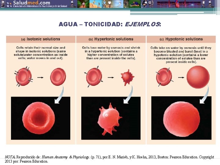 AGUA – TONICIDAD: EJEMPLOS: NOTA. Reproducido de: Human Anatomy & Physiology. (p. 71), por