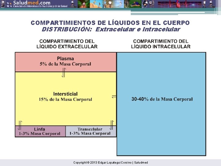 COMPARTIMIENTOS DE LÍQUIDOS EN EL CUERPO DISTRIBUCIÓN: Extracelular e Intracelular Copyright © 2013 Edgar