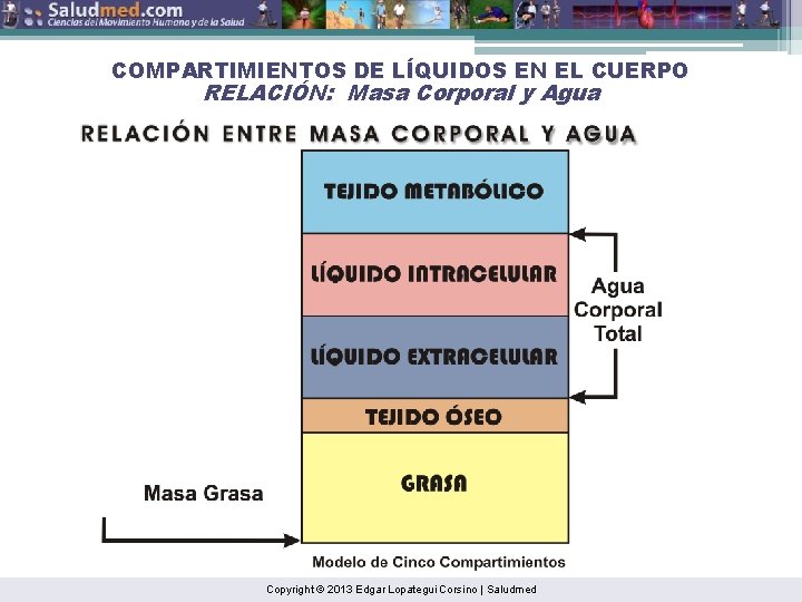 COMPARTIMIENTOS DE LÍQUIDOS EN EL CUERPO RELACIÓN: Masa Corporal y Agua Copyright © 2013