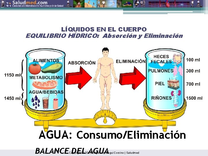 LÍQUIDOS EN EL CUERPO EQUILIBRIO HÍDRICO: Absorción y Eliminación AGUA: Consumo/Eliminación BALANCE DEL AGUA