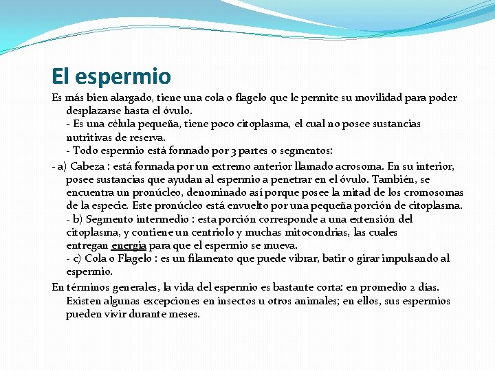 El espermio Es más bien alargado, tiene una cola o flagelo que le permite