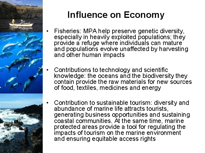 Influence on Economy • Fisheries: MPA help preserve genetic diversity, especially in heavily exploited