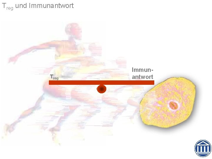Treg und Immunantwort Treg Immunantwort 