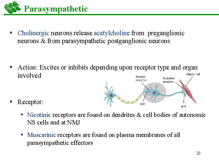 Parasympathetic § Cholinergic neurons release acetylcholine from preganglionic neurons & from parasympathetic postganglionic neurons