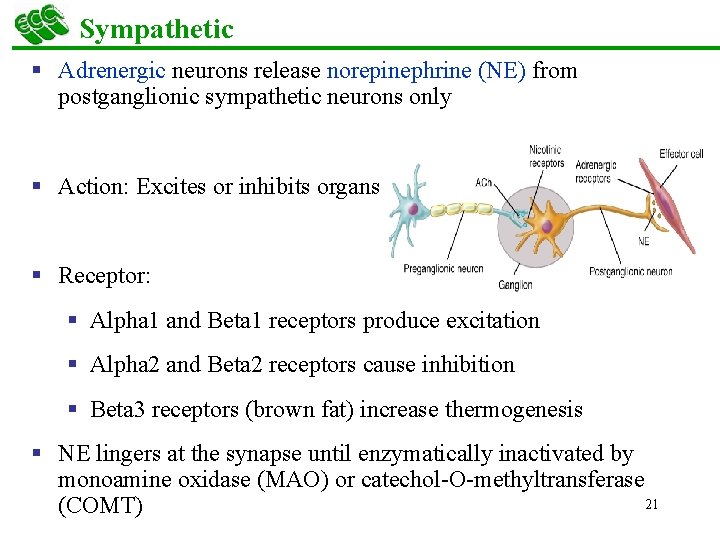 Sympathetic § Adrenergic neurons release norepinephrine (NE) from postganglionic sympathetic neurons only § Action: