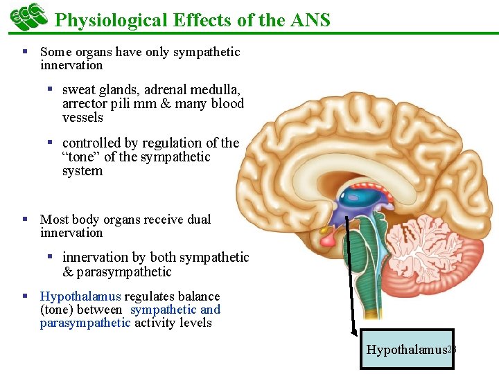 Physiological Effects of the ANS § Some organs have only sympathetic innervation § sweat
