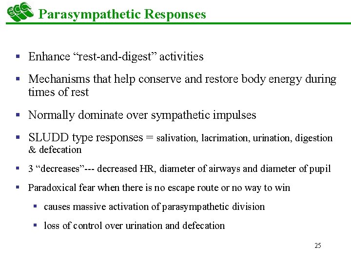 Parasympathetic Responses § Enhance “rest-and-digest” activities § Mechanisms that help conserve and restore body