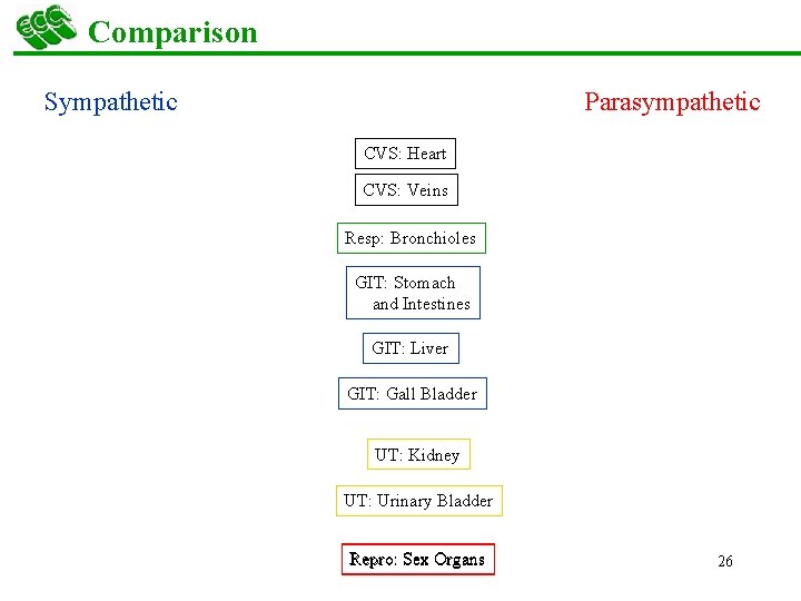 Comparison Sympathetic Increase HR Constriction Dilation Parasympathetic CVS: Heart CVS: Veins Resp: Bronchioles GIT: