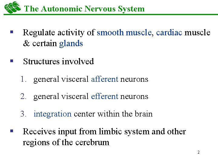 The Autonomic Nervous System § Regulate activity of smooth muscle, cardiac muscle & certain