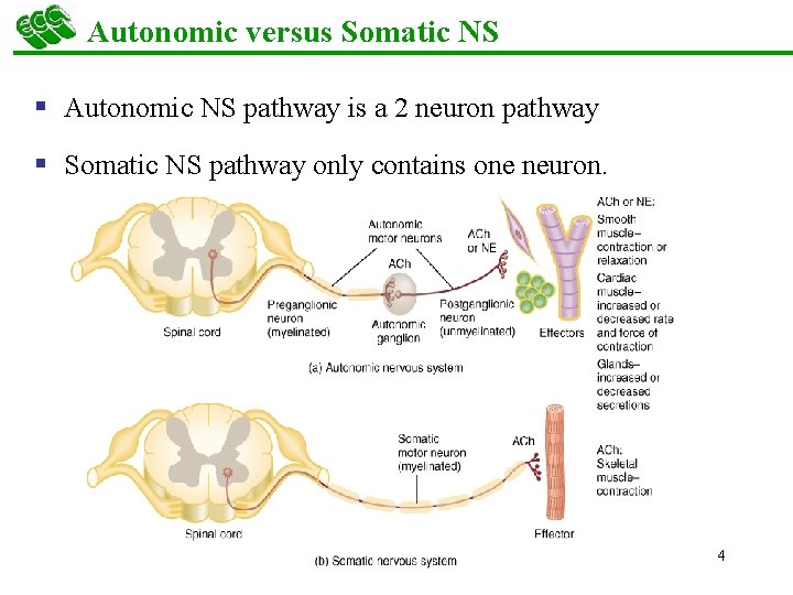 Autonomic versus Somatic NS § Autonomic NS pathway is a 2 neuron pathway §