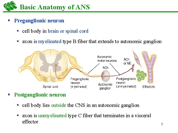 Basic Anatomy of ANS § Preganglionic neuron § cell body in brain or spinal