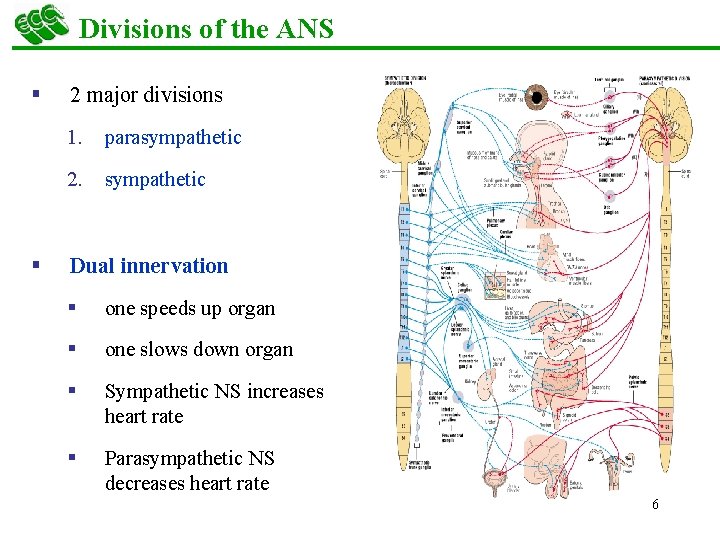 Divisions of the ANS § 2 major divisions 1. parasympathetic 2. sympathetic § Dual