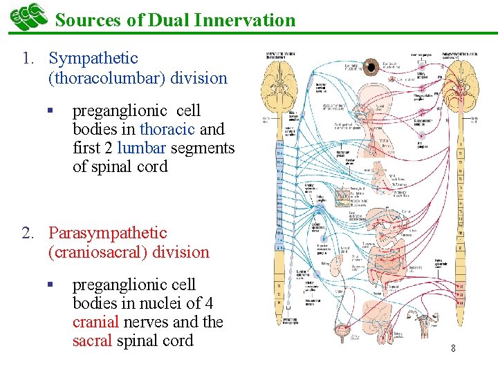 Sources of Dual Innervation 1. Sympathetic (thoracolumbar) division § preganglionic cell bodies in thoracic