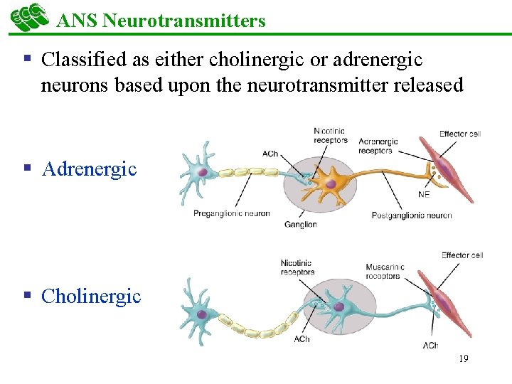 ANS Neurotransmitters § Classified as either cholinergic or adrenergic neurons based upon the neurotransmitter