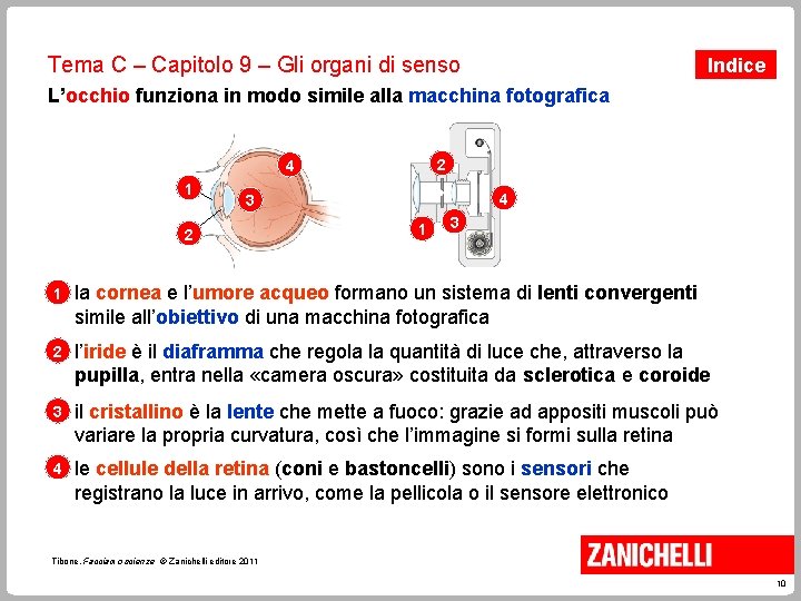 Tema C – Capitolo 9 – Gli organi di senso Indice L’occhio funziona in